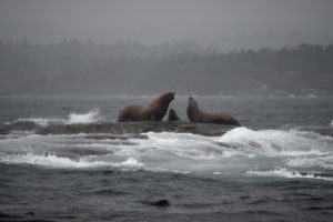 Sea Lions